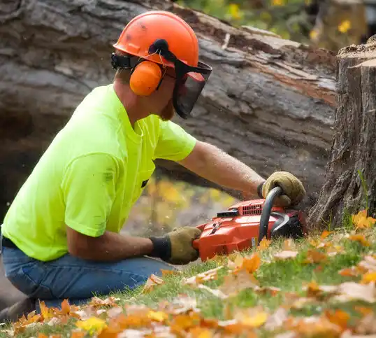 tree services Lolo